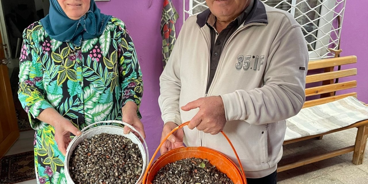 Fındık üreticisi, evini saran kahverengi kokarca böceğinden ilaçlı mücadeleyle kurtuldu