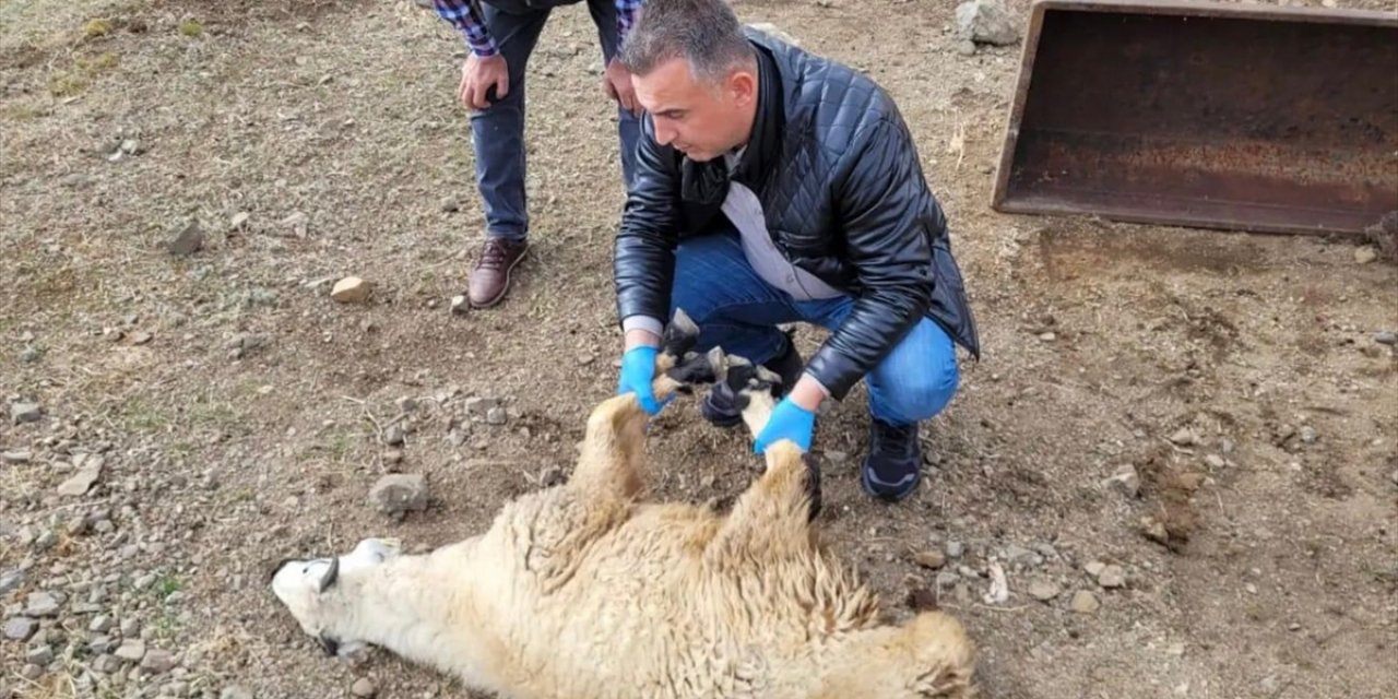 Bayburt'ta sürüye saldıran kurtlar 50 koyunu öldürdü