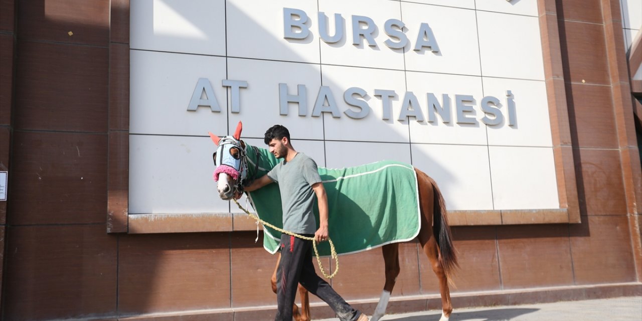 Bursa Osmangazi Hipodromu'nda boy gösteren atlar 7/24 açık hastanede tedavi ediliyor