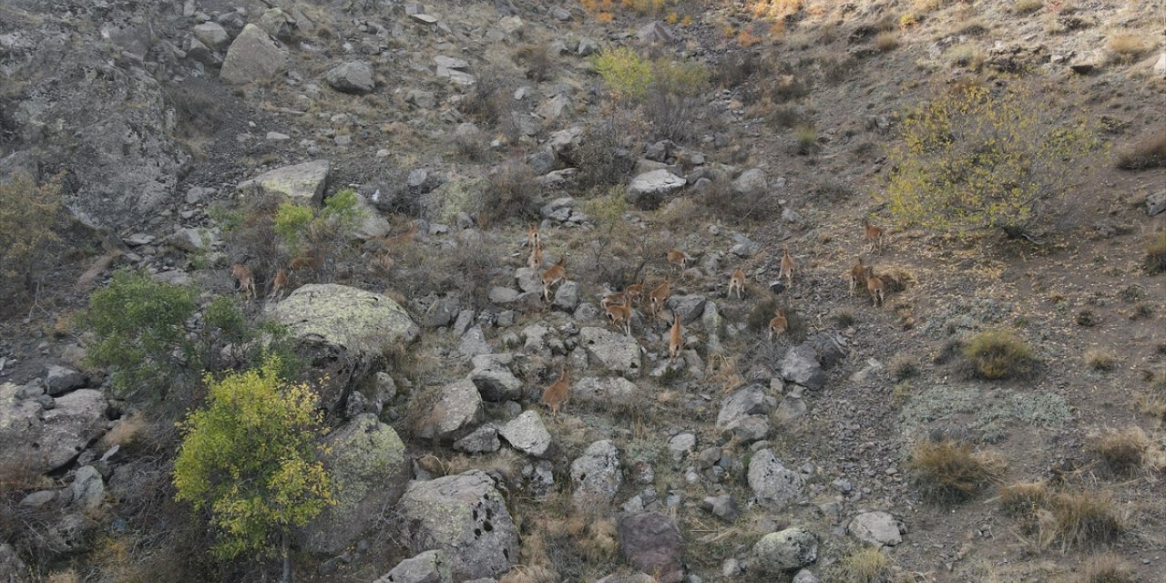 Giresun'da yaban keçisi sürüsü görüntülendi