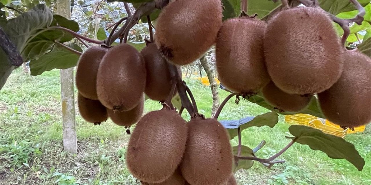 Ordu'da tescilli kivinin hasadına başlandı