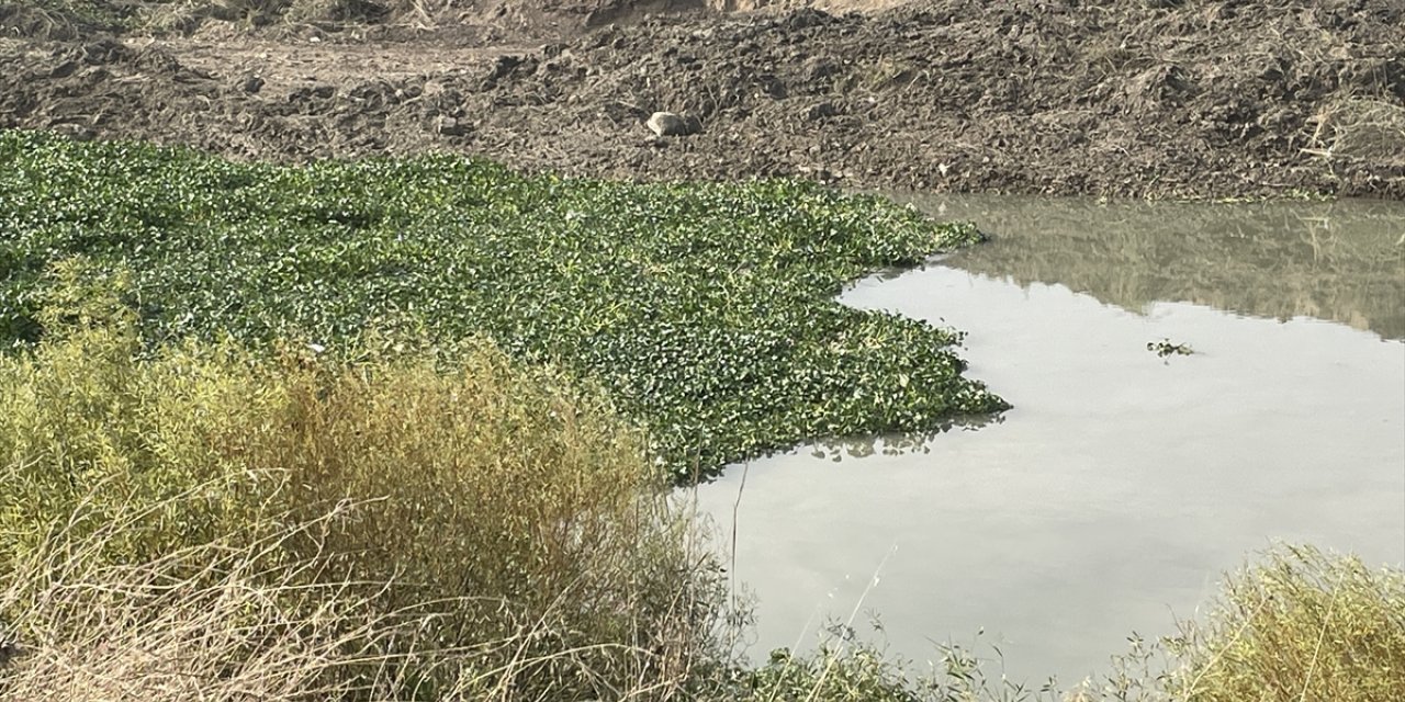 Hatay'da Asi Nehri'ni yeniden su sümbülleri kapladı