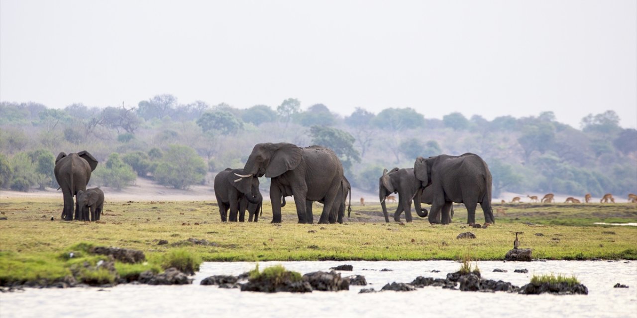 Afrika'nın fil cenneti: Chobe Ulusal Parkı