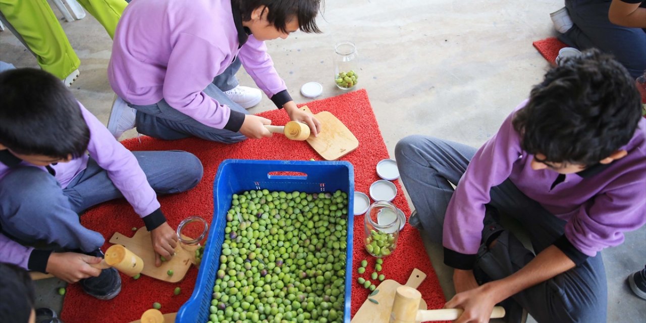 Muğla'da 600 dönümlük zeytin bahçesinde hasat yapıldı