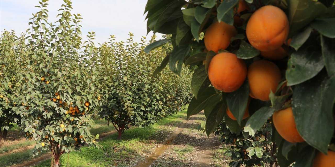 Denizli'den kurutulmuş cennet hurması ihracatı artışta