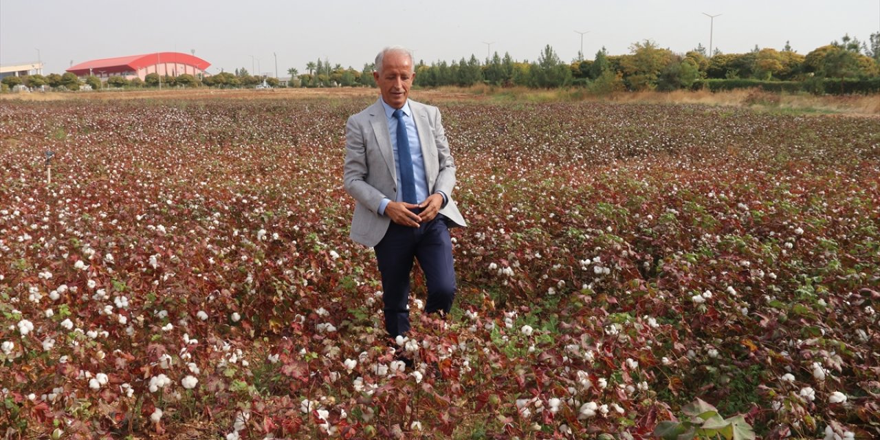 GAP ile suya kavuşan topraklar bereketlendi