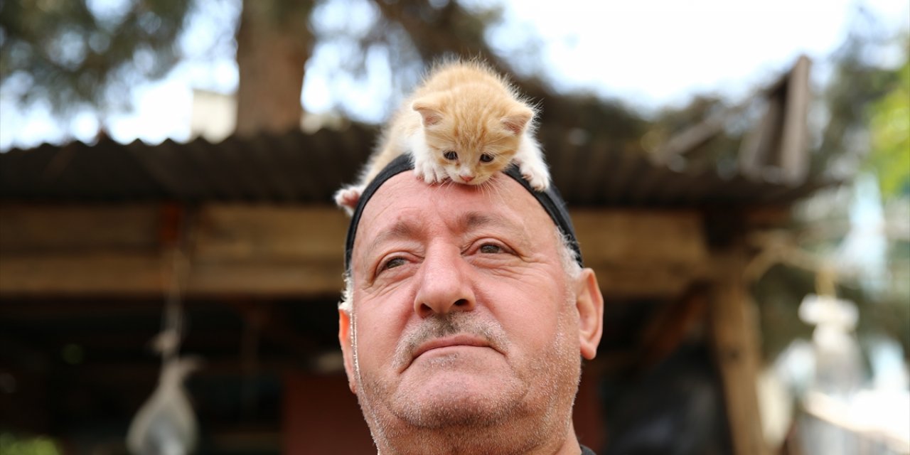 Kedi sevgisi müteahhitlerin tekliflerine "dur" dedirtti