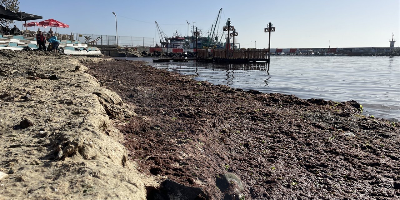 Tekirdağ'da lodos nedeniyle sahilde kırmızı yosun birikti