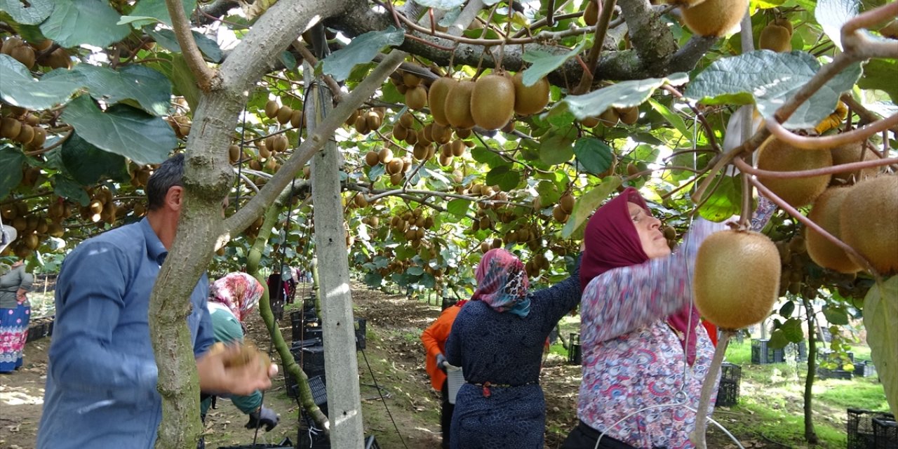 Samsun'da kivi hasat etkinliği