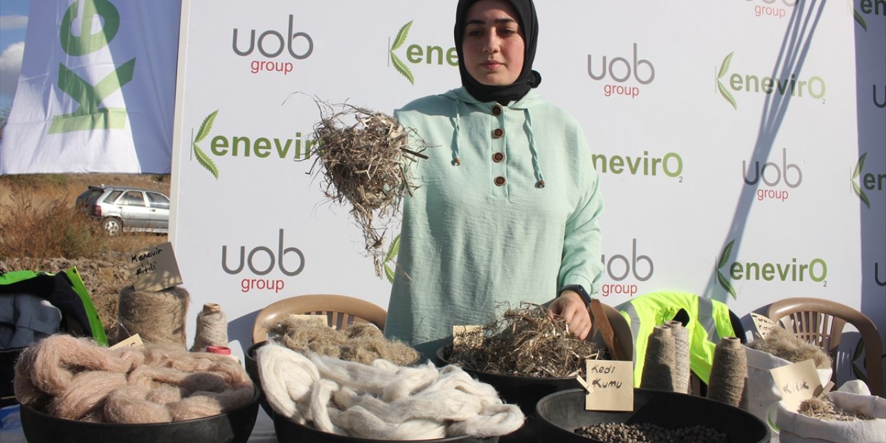 Amasya'da "narlı" türü kenevirin tohum hasadı yapıldı