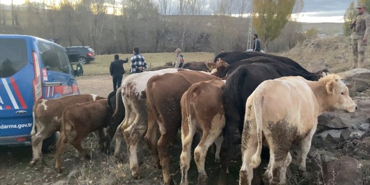 Kars'ta çaldıkları büyükbaş hayvanları satmaya çalışırken yakalanan 2 şüpheli tutuklandı