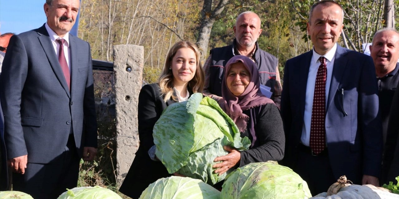 Eskipazar lahanasında hedef 1250 ton rekolte