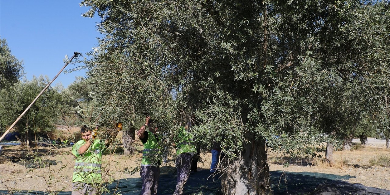 Zeytinin "yok yılı"ndan "var yılı"na zeytinyağı stoku fazlasıyla gidilecek