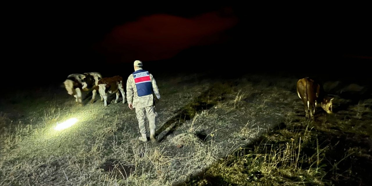 Ardahan'da büyükbaş hayvan hırsızlığı girişimi, dron ile önlendi