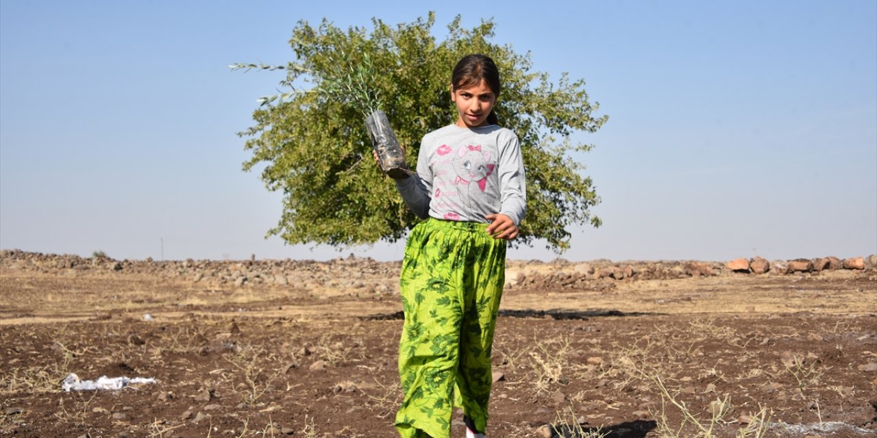 THY'den Şanlıurfa'ya 90 bin meyve fidanı