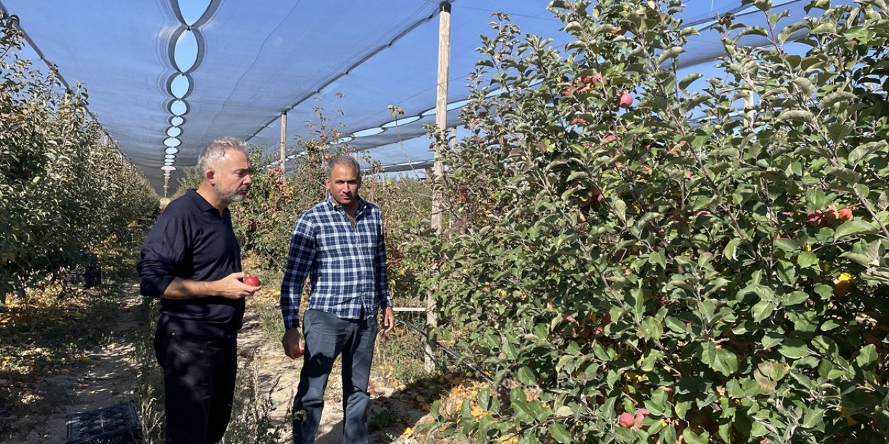 Niğde misket elmasının hastalıklara dayanıklı genleri, ABD'de yeni elma çeşitlerine aktarılacak