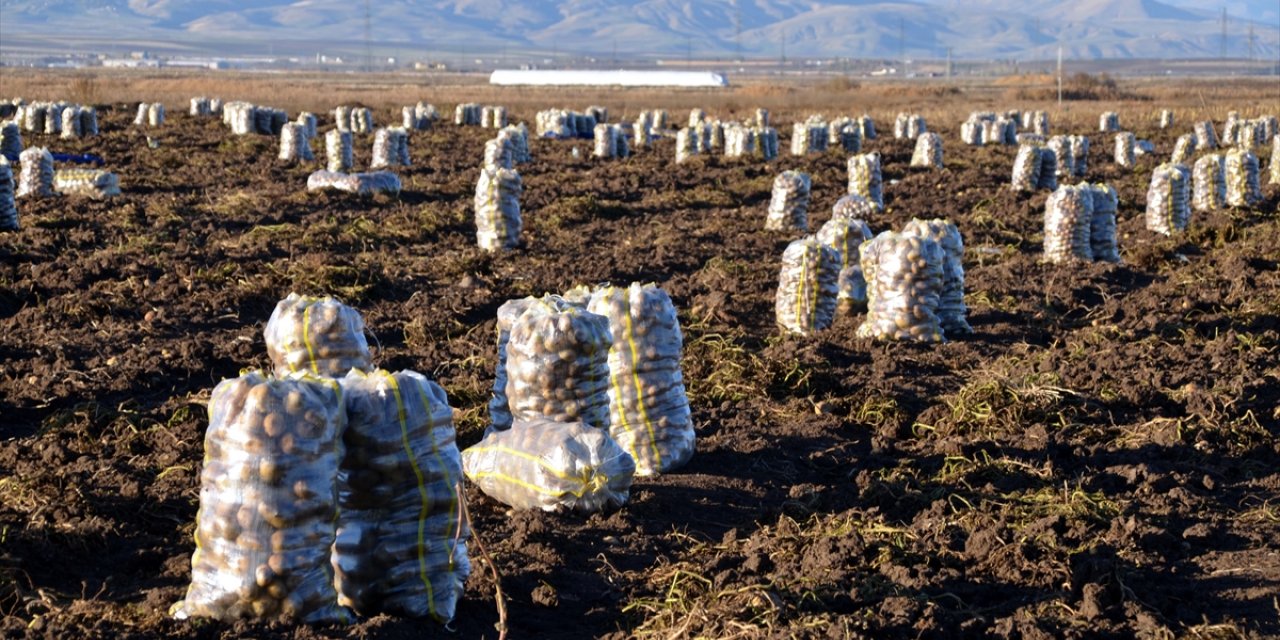 Muş'ta kadınlar patates tarlalarında hasat mesaisi yapıyor