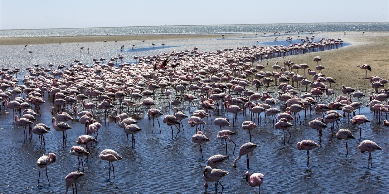 Afrika sahillerinde bir flamingo cenneti: Walvis Bay Lagünü