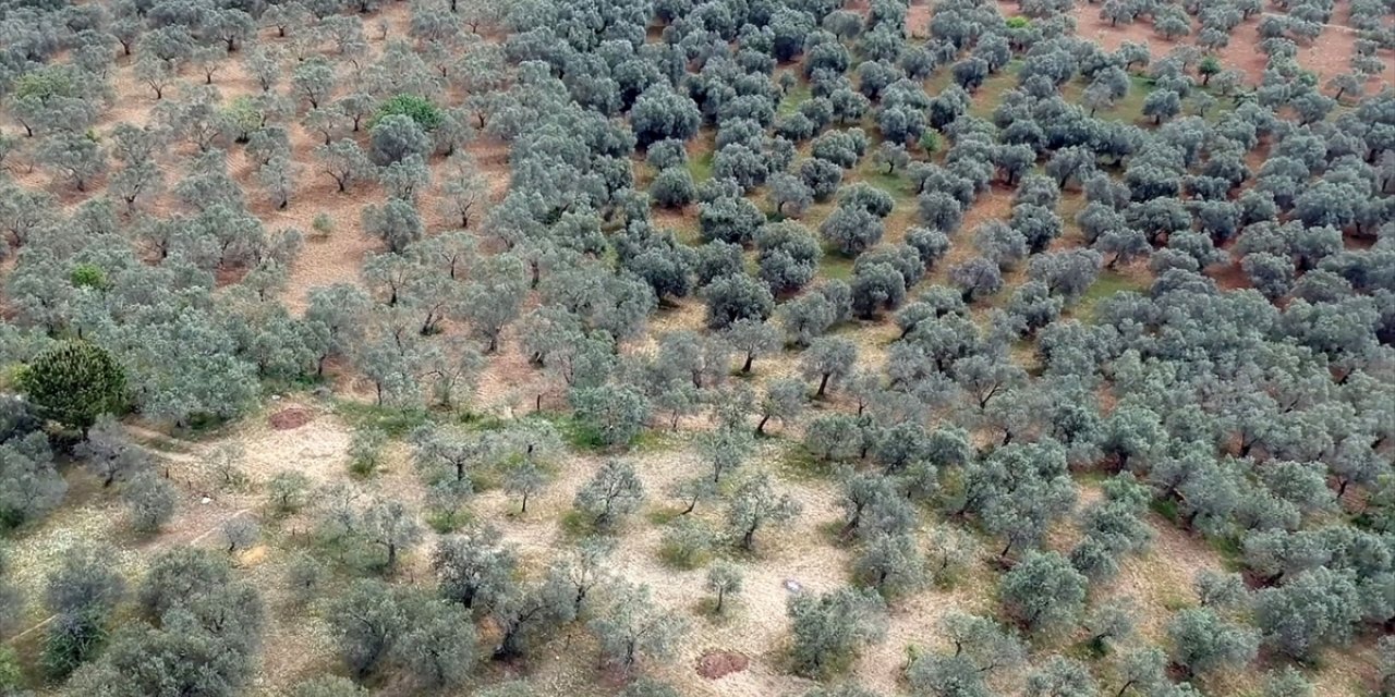 Ulusal Zeytin ve Zeytinyağı Konseyi Başkanı Tan'dan spekülatif fiyat uyarısı: