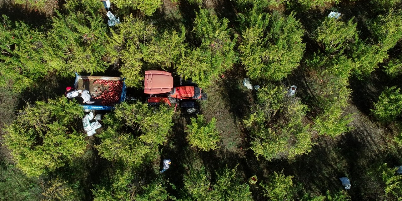 Türkiye'nin nar üretiminin dörtte birini karşılayan Antalya'dan 51 ülkeye ihracat