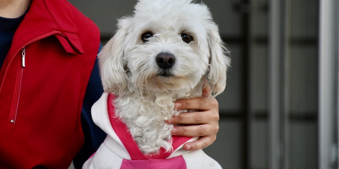 İki aylıkken sahiplenilen köpek "Mila" gençlik merkezinde 7. yaşına girdi