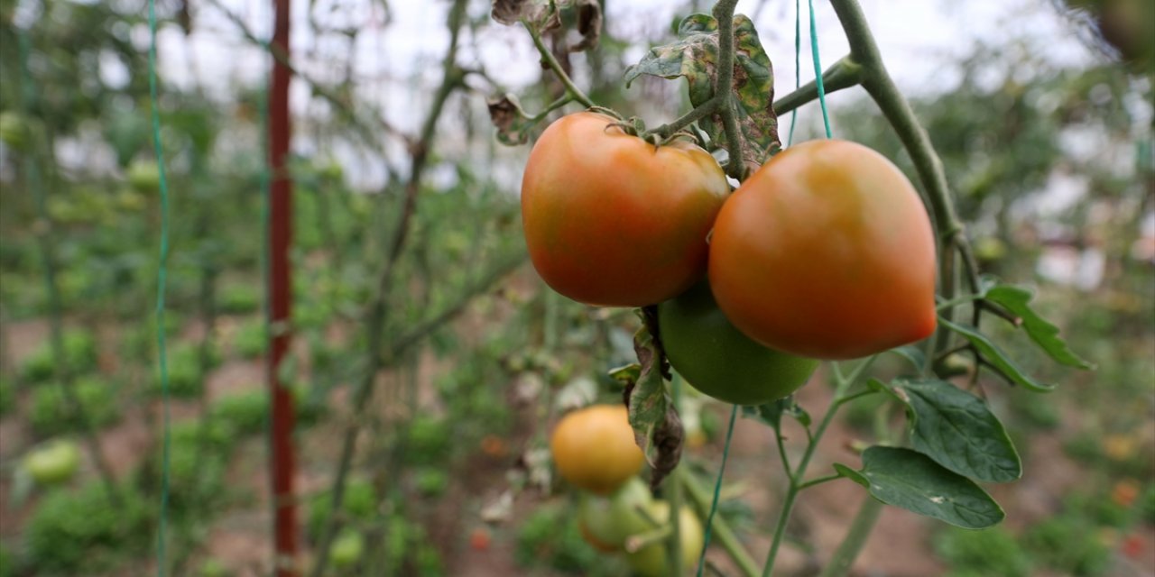 Sivas'ta bozkırın ortasına sera kuran girişimci 40 ton domates hasat etti