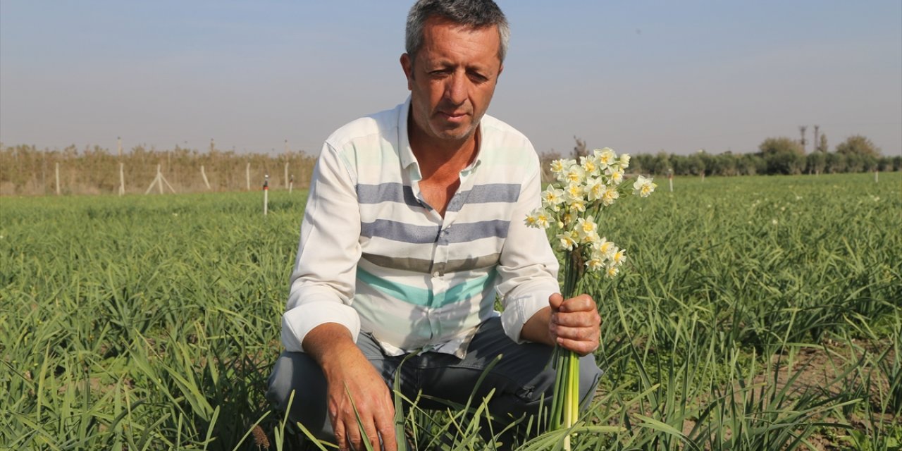 Depremzede üretici, Hatay sokakları yeniden nergis koksun diye işbaşı yaptı