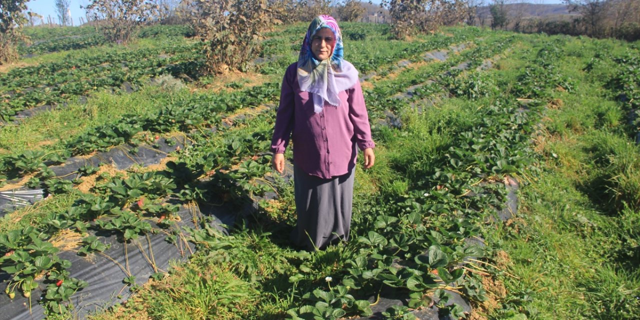 Çiftçi aile aldıkları hibeyle çilek üreterek ürün çeşitliliğini artırdı