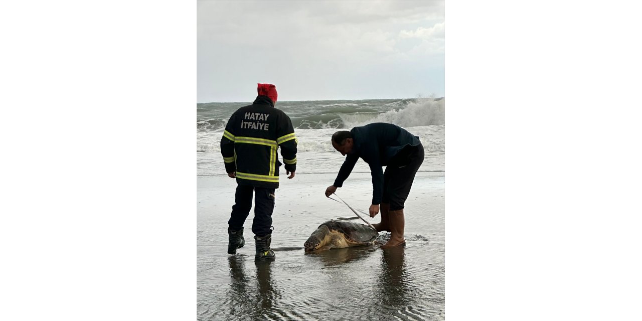 Hatay'da sahilde ölü caretta caretta bulundu