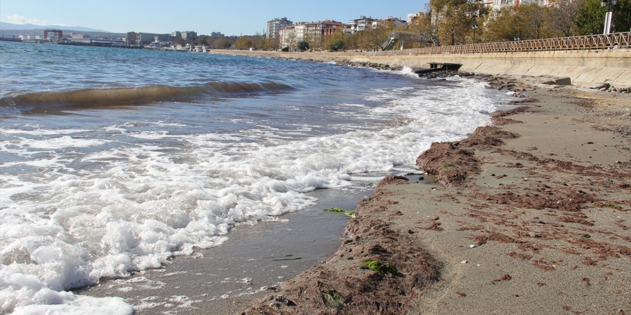 Tekirdağ'da lodos nedeniyle sahilde kırmızı yosun birikti