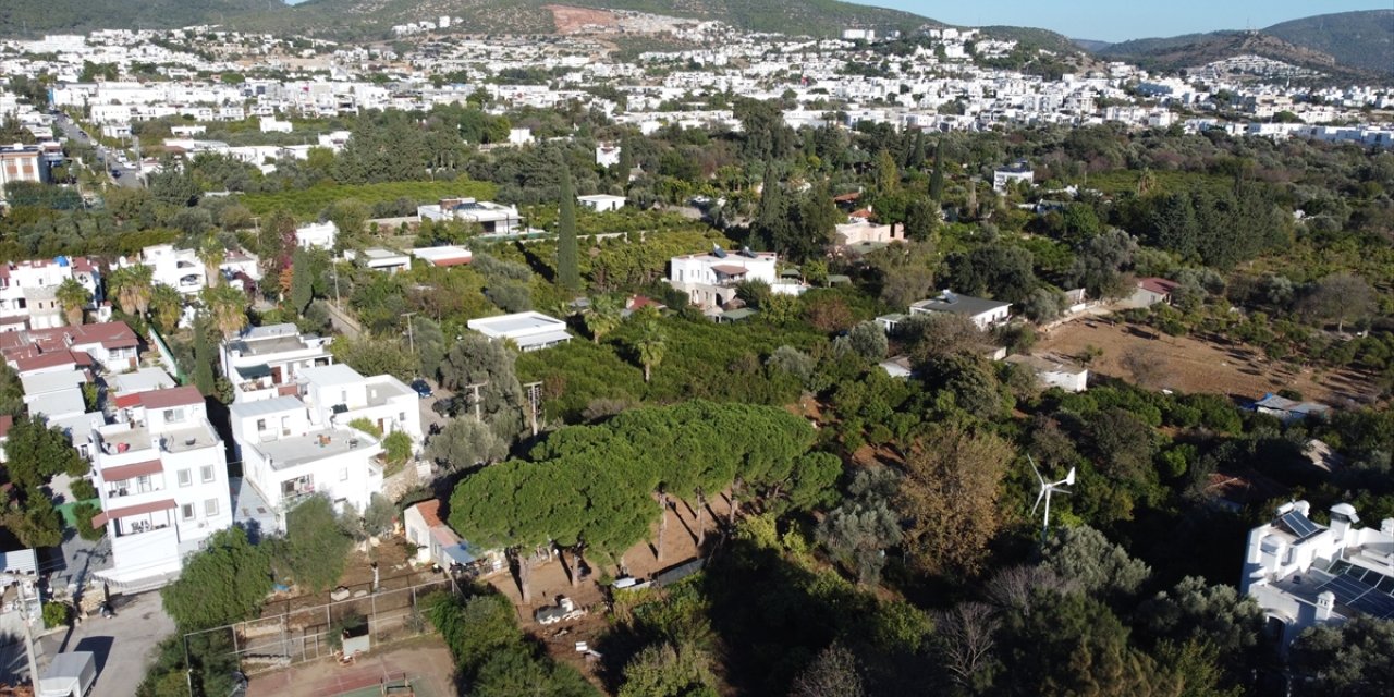 Bodrum mandalinasında bu yıl rekolte düştü