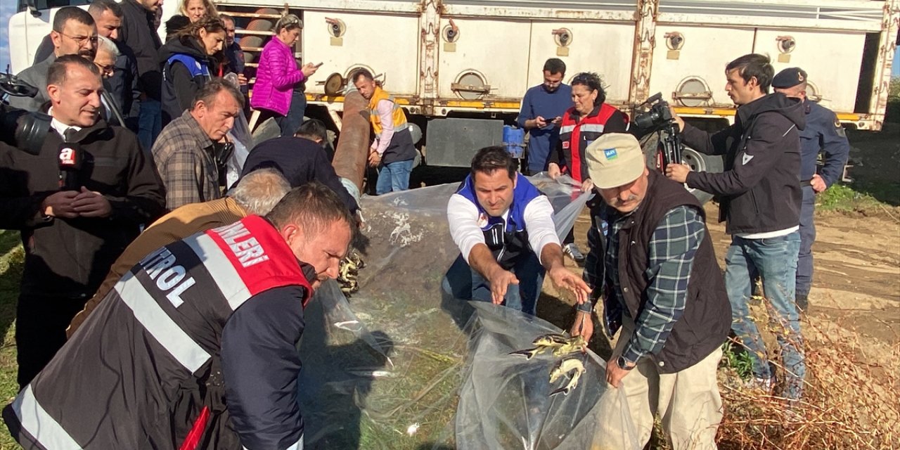 Nesli tehlikede altında olan mersin balığı yavruları Yeşilırmak'a salındı