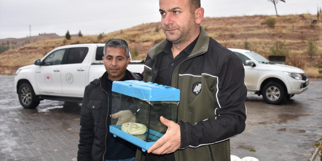 Aksaray'da bir otomobilde bal pitonu ele geçirildi