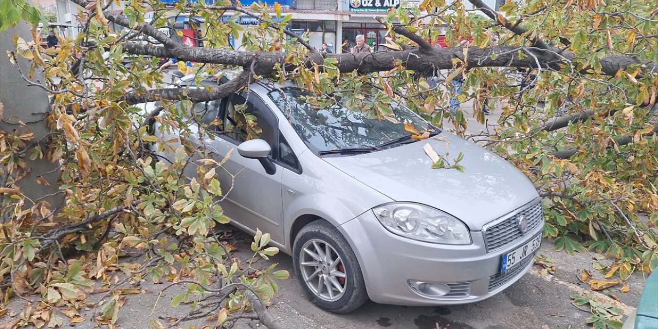 Samsun'da şiddetli rüzgarın devirdiği ağaç otomobillere zarar verdi