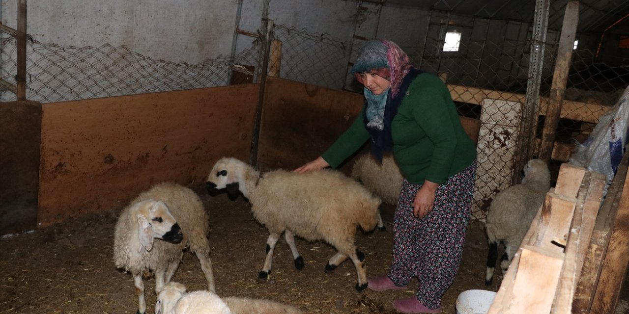 Yozgat'ta "Çadır ağıl" projesiyle küçükbaş hayvan sayısının artırılması hedefleniyor