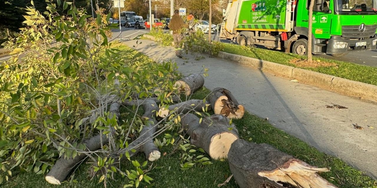 Bakırköy'de sahil yoluna devrilen ağaç kaldırıldı