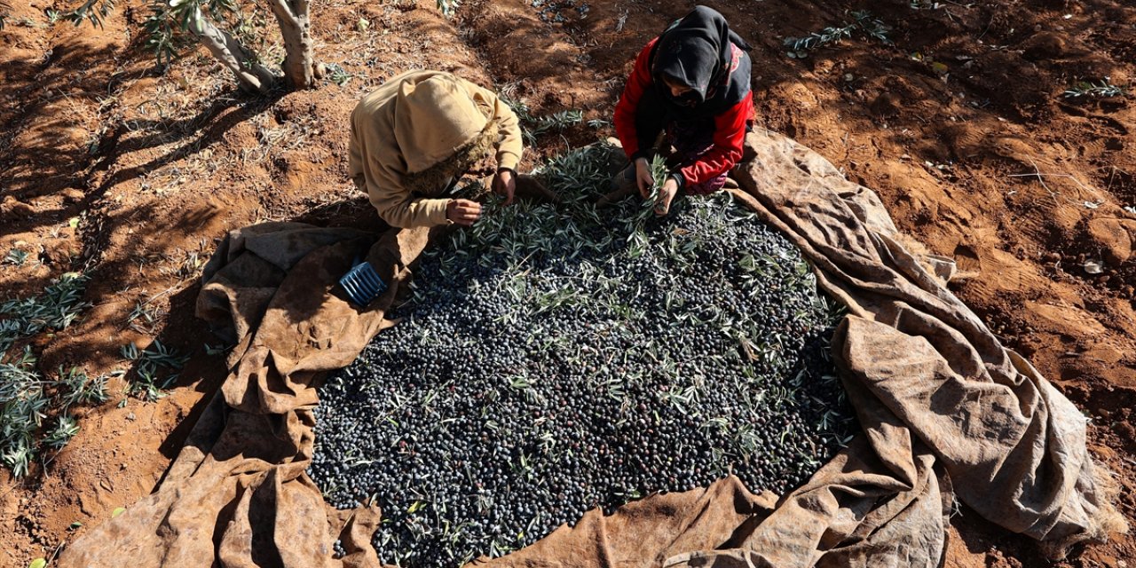 Antep fıstığı hasadını tamamlayan çiftçiler zeytin mesaisinde