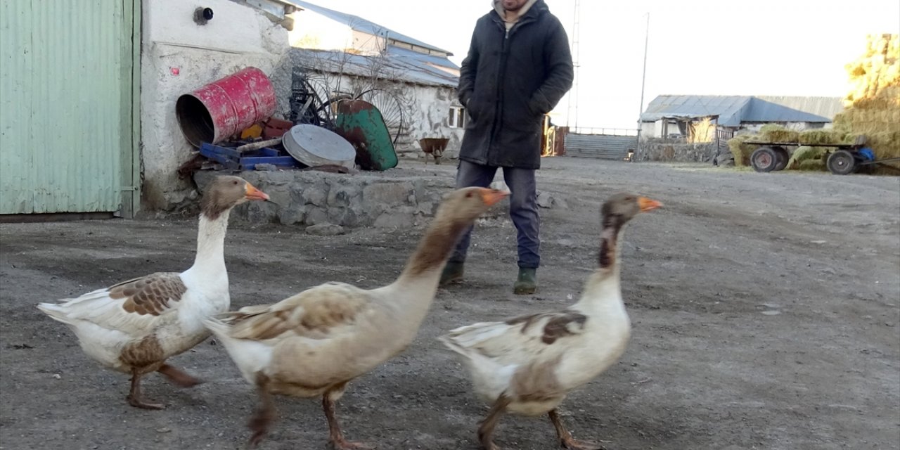 Kars'ta aç kaldığı için köye inen kurdun kazlara saldırısı kamerada