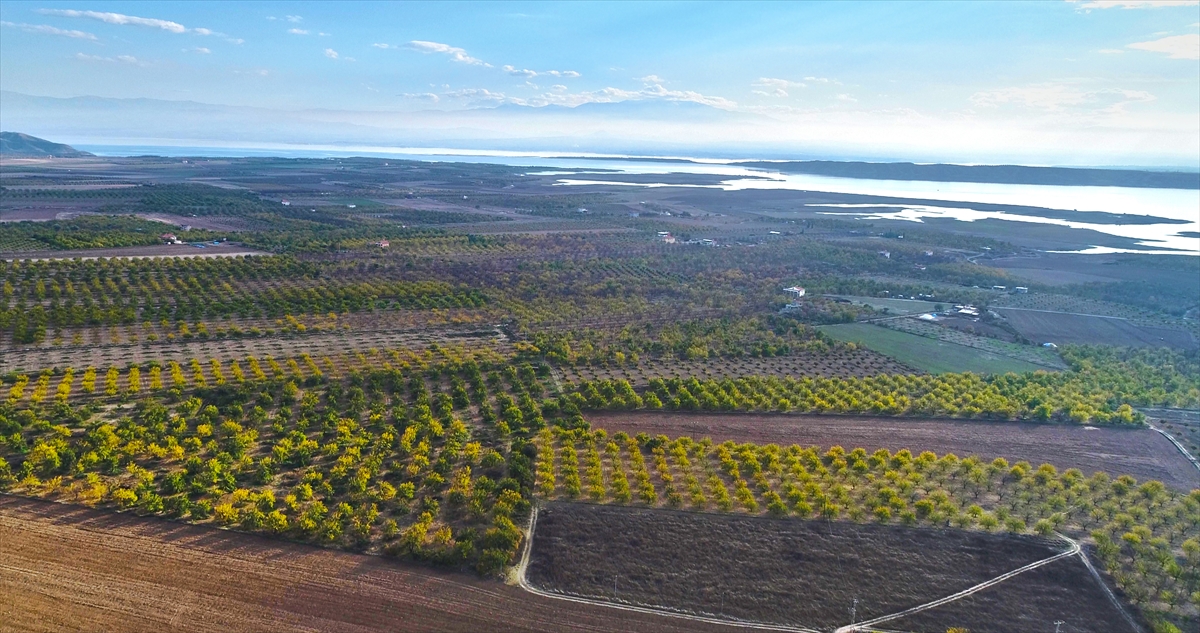 Elazığ'da 3 yılda 20 bini aşkın kayısı ağacı toprakla buluşturuldu