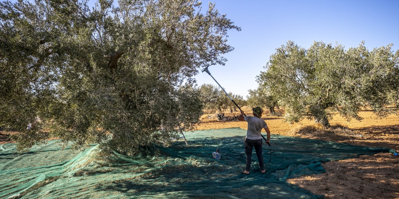 Tunus'ta kuraklık zeytin üretiminde büyük düşüşe neden oldu