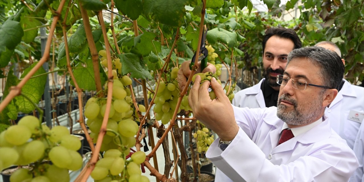 Tarım ve Orman Bakanı İbrahim Yumaklı, Manisa'da serada üzüm kesti