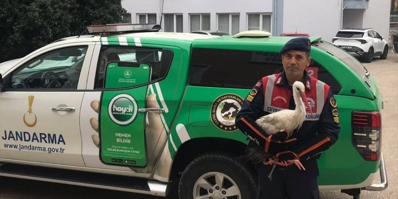 Amasya'da yol kenarında bulunan yaralı leylek tedavi ediliyor