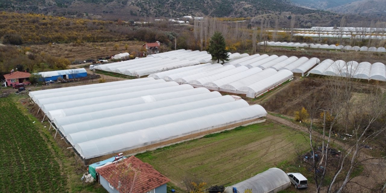 Sakarya Havzası'ndaki tarla ve seralarda marul hasadı başladı