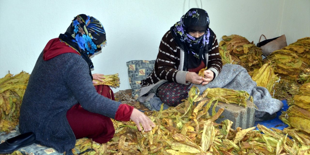 Muş'ta yetiştirilen tütünün satış hazırlıkları başladı