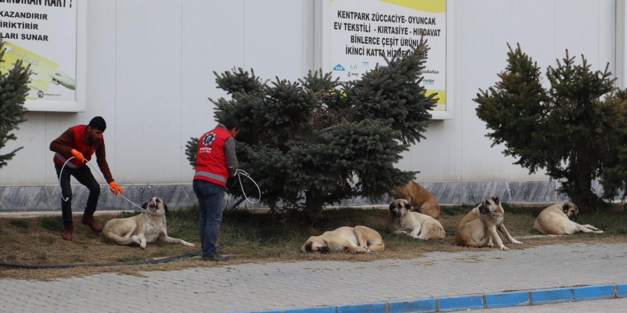 Elbistan'da sahipsiz hayvanlar belediye ekiplerince toplanıyor