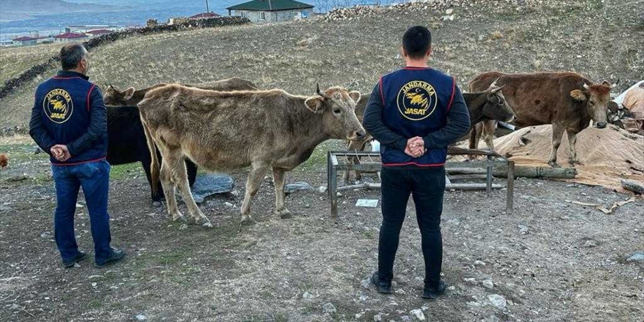 Iğdır'da ahırdan büyükbaş hayvan çaldığı iddia edilen 3 kişi tutuklandı