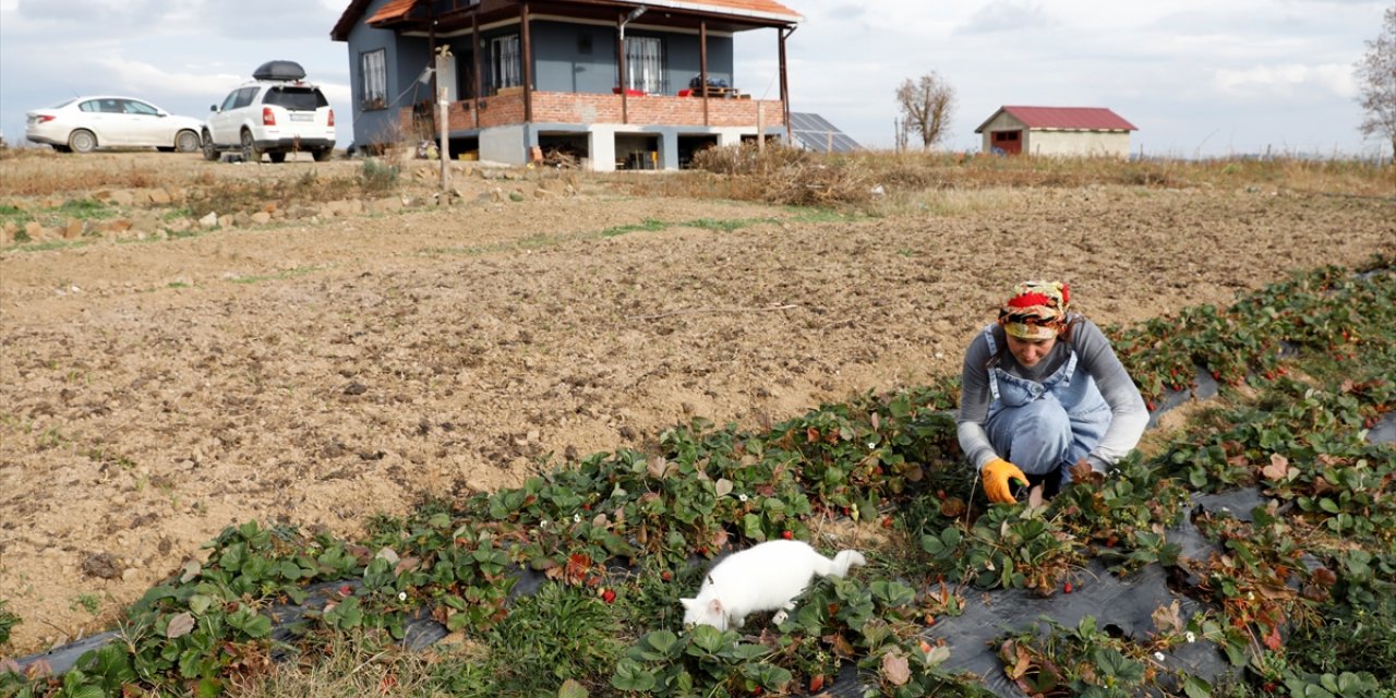 İstanbul'da tekstil sektörünü bırakıp Samsun'da çilek ve aronya yetiştirmeye başladı