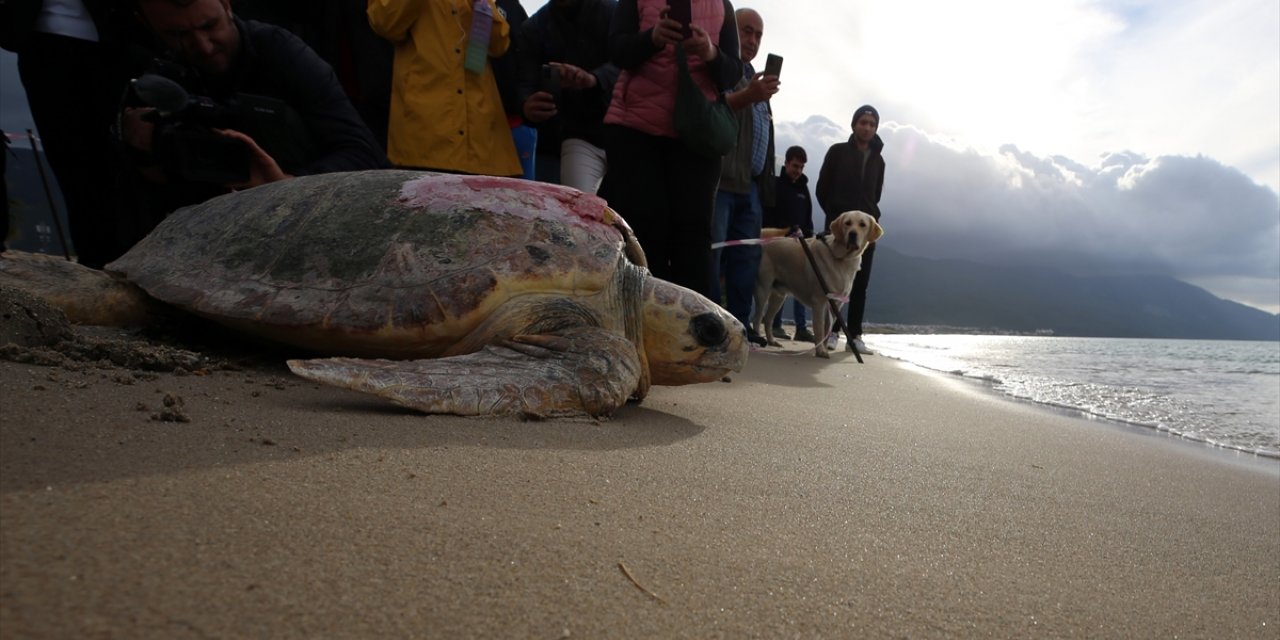 Kuşadası'nda tedavileri tamamlanan 3 caretta caretta denize bırakıldı