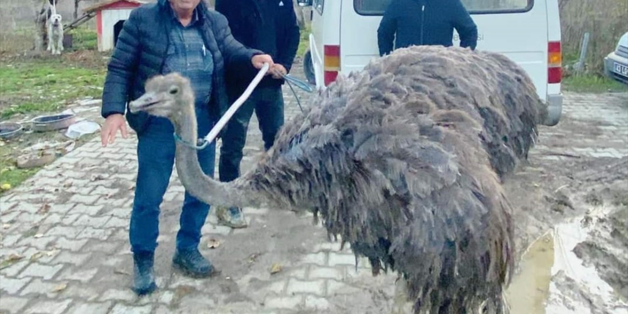 Kütahya'da sahibinden kaçan deve kuşu kara yoluna girdi