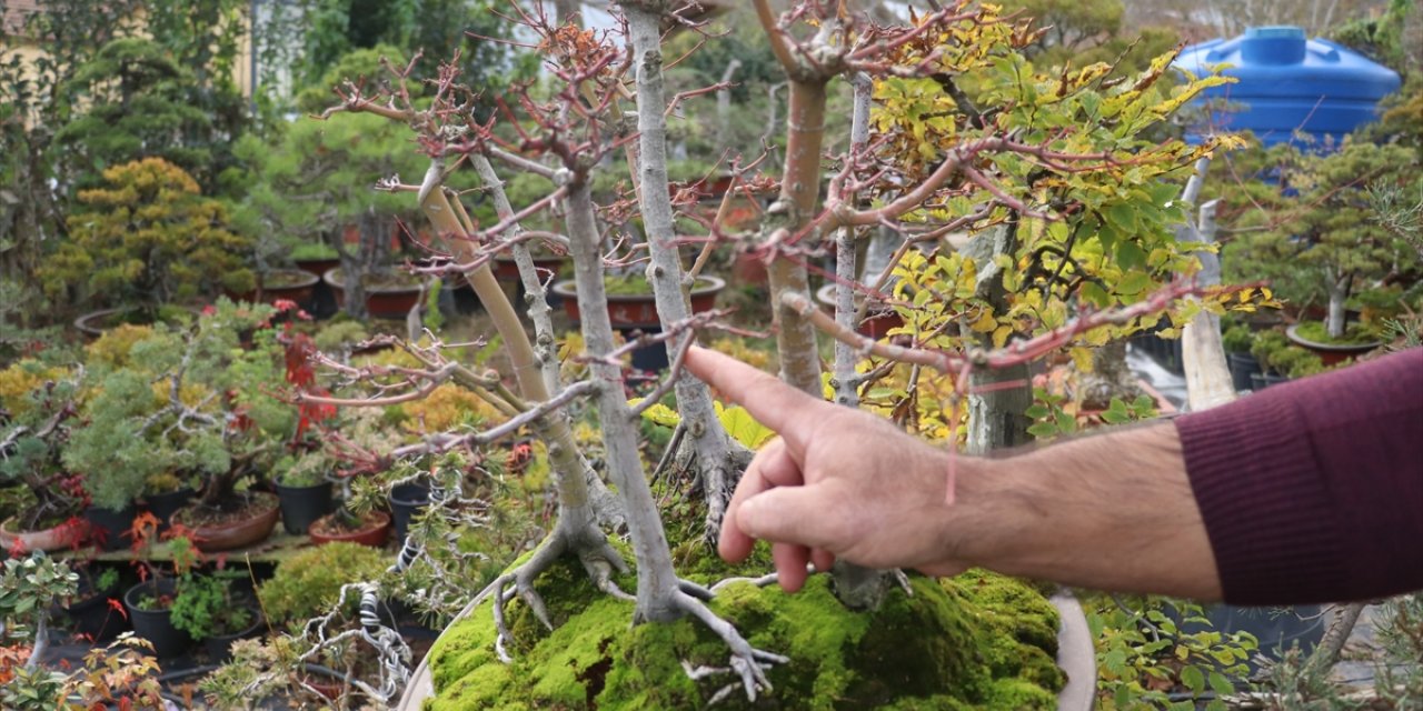 Türkiye'nin ilk "bonsai müzesi" Yalova'da kuruluyor